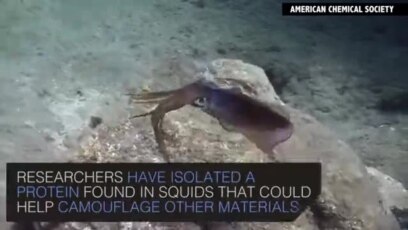 鱿鱼教人隐身 英语视频