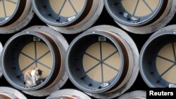 FILE - A cat rests among pipes meant to be used for construction in the terminated South Stream gas project, stored in the Black Sea port of Varna, Bulgaria, March 27, 2018. 