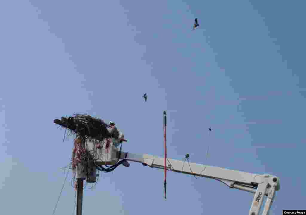 The alarmed osprey parents circle the whole time, but do not act aggressively toward the good Samaritans. (Tom Banse/VOA)