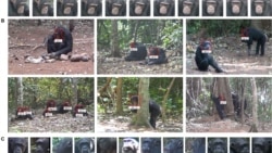 Quiz - Facial Recognition Now Used to Identify and Follow Animals