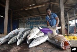 A fishmonger displays barracuda for sale at a fresh fish market in Limbe, Cameroon, on April 10, 2022. (AP Photo/Grace Ekpu)