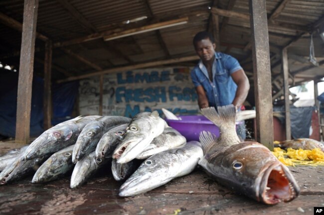 A fishmonger displays barracuda for sale at a fresh fish market in Limbe, Cameroon, on April 10, 2022. (AP Photo/Grace Ekpu)