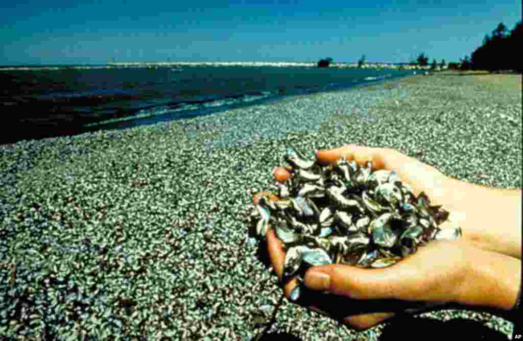 Zebra mussels cover a Lake Erie beach, causing property damage and disruptions to the food web. (Great Lakes Environmental Research Lab)