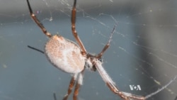 Spider Webs Transmit Vibrations Like Guitar Strings