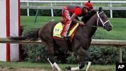 Exercise rider Martin Rivera gallops Kentucky Derby entrant Classic Empire at Churchill Downs in Louisville, Ky., May 4, 2017. The Kentucky Derby horse race is set for Saturday.