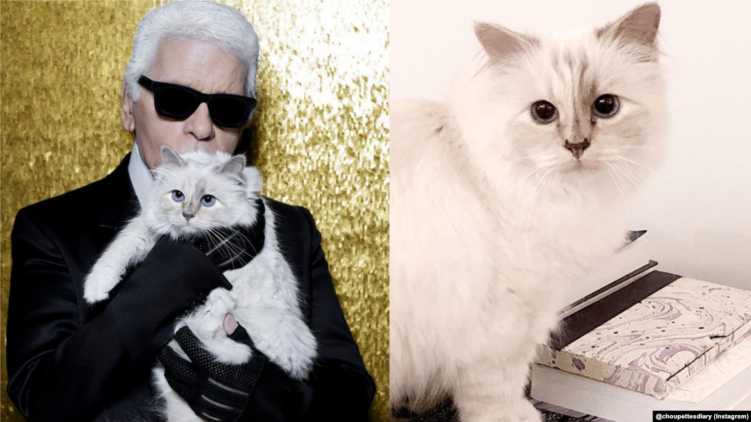 Choupette, kucing peliharaan mendiang perancang fashion Karl Lagerfeld.