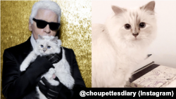 Choupette, kucing peliharaan mendiang perancang adibusana asal Jerman, Karl Lagerfeld