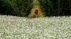 A woman walks in a flower field in Pingchang District in Taoyuan, northern Taiwan on November 26, 2019. 