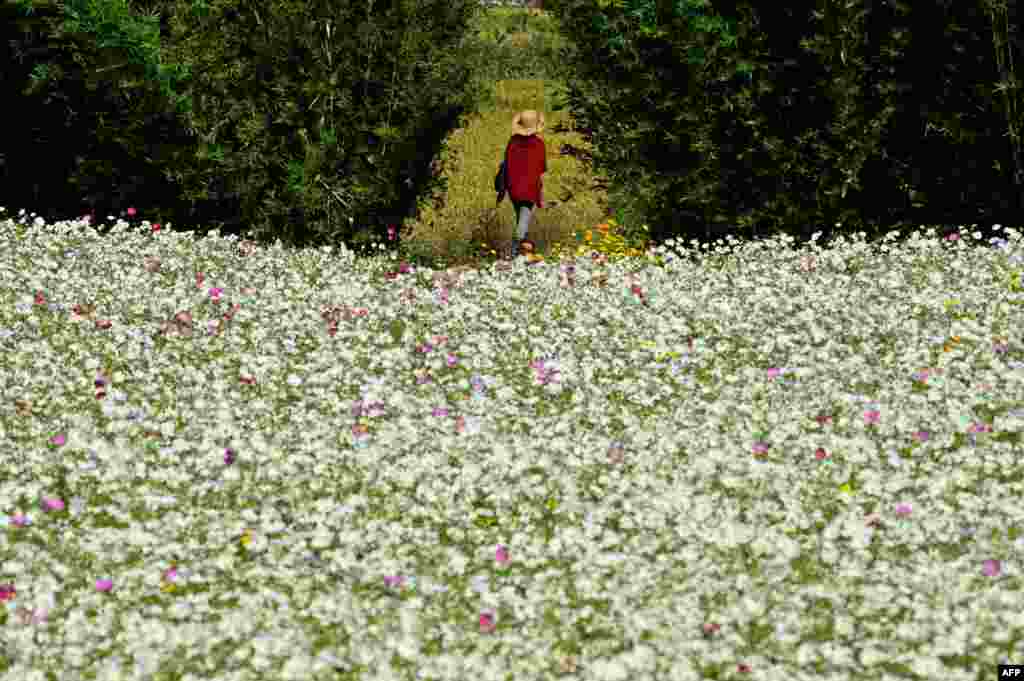 A woman walks in a flower field in Pingchang District in Taoyuan, northern Taiwan.
