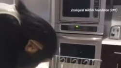 Благодарный Лимбани