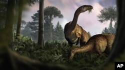 This illustration provided by Marcin Ambrozik shows plant-eating dinosaurs in Poland during the Early Jurassic period.