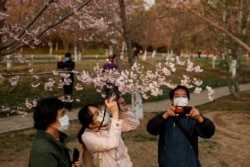 People wearing protective masks take pictures of cherry blossoms at a park, as the country is hit by an outbreak of the novel coronavirus disease (COVID-19), in Beijing, March 23, 2020.
