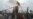 New Protests Erupt in Islamic Countries Over Video