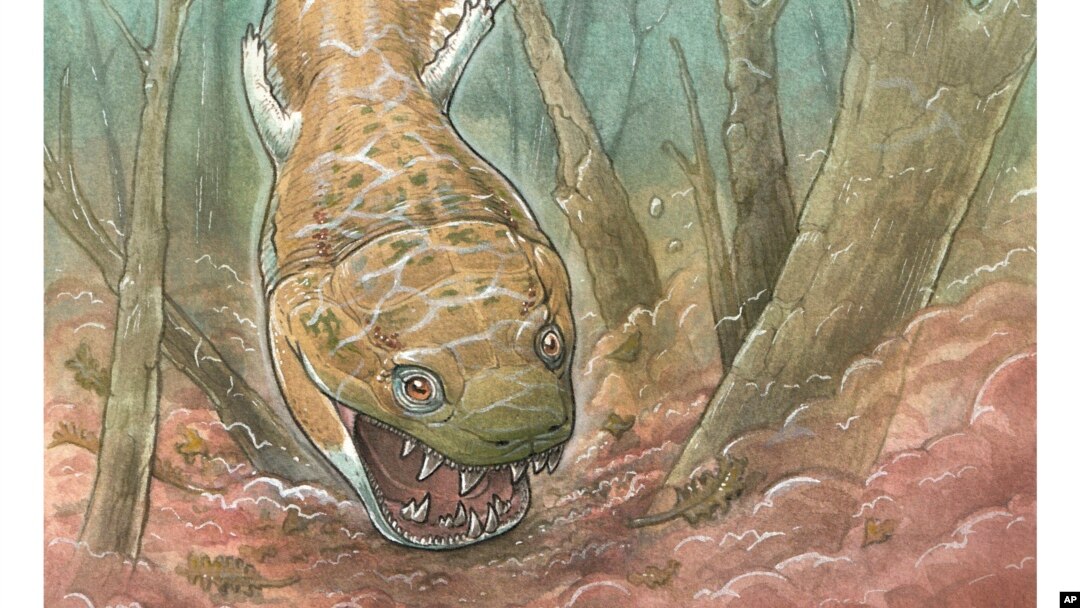 This image provided by Gabriel Lio shows an artistic reconstruction of what the prehistoric salamander-like creature may have looked like. Researchers discovered a giant salamander-like predator that lived about 280 million years ago, using fossils recovered from Namibia.