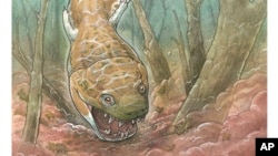 This image provided by Gabriel Lio shows an artistic reconstruction of what the prehistoric salamander-like creature may have looked like. Researchers discovered a giant salamander-like predator that lived about 280 million years ago, using fossils recovered from Namibia.