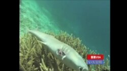 鱼翅汤殃及濒危鲨鱼；1/5结婚者网上相识；新非洲裔历史博物馆