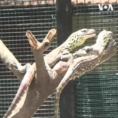 Rồng Komodo mới sinh ở sở thú Indonesia