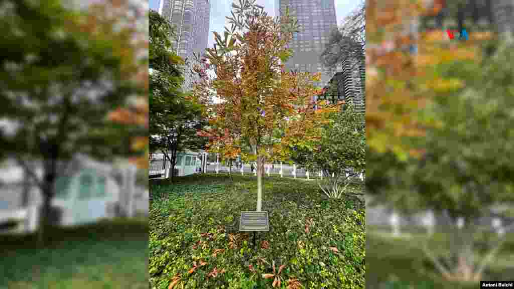 Árbol conmemorativo al legado de Ana Frank:&nbsp;Ana Frank fue una niña alemana judía, víctima del Holocausto, que se volvió famosa por haber llevado un diario de sus experiencias. Ana y su familia se ocultaron durante dos años para evitar la persecución nazi.