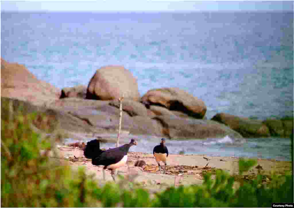Burung maleo di Tanjung Binerean, Sulawesi Utara. (Iwan Hunowu/Wildlife Conservation Society)
