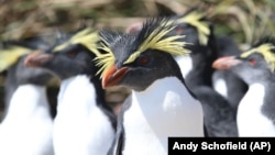 Northern rockhopper penguins on the island of Tristan da Cunha in the South Atlantic. (Andy Schofield/Pew Charitable Trust via AP)