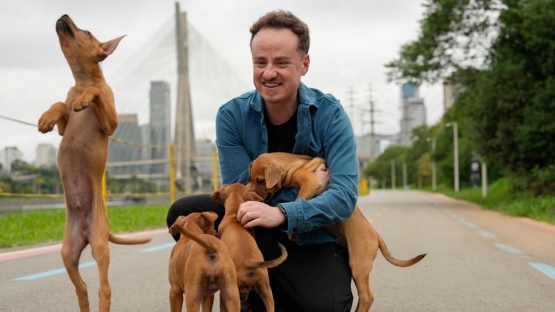 Once overlooked, Brazilian caramel-colored stray dogs having a major moment