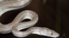 A close up of the new Conception Bank silver boa. Photo Credit: Graham Reynolds