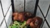 Perdagangkan Dua Orangutan Sumatera, Satu Orang Ditetapkan Jadi Tersangka