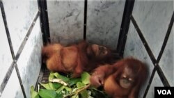 Dua anakan orangutan Sumatera yang berhasil diselamatkan saat berada di kantor Balai Besar Taman Nasional Gunung Leuser di Kota Medan, Jumat 10 Januari 2020. (VOA/Anugrah Andriansyah).