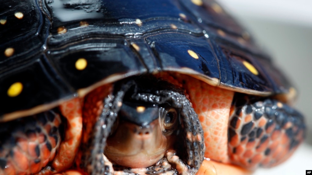 资料照片：斑点龟。(photo:VOA)