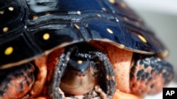 FILE - This March 11, 2009 file photo shows a spotted turtle at Region 8 DEC headquarters in Avon, N.Y.