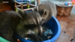 CIENCIA: Rusia mapaches