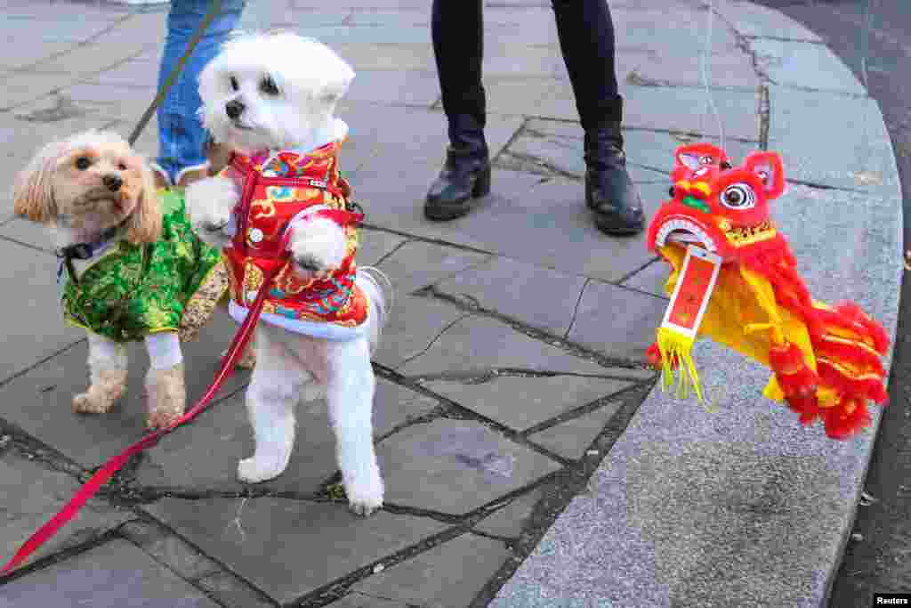 Desde la británica Londres,&nbsp;perros con trajes tradicionales junto a un juguete festivo se ven durante las celebraciones del primer día del Año Nuevo Lunar.&nbsp;