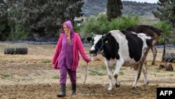 L'Union tunisienne de l'agriculture et de la pêche a tiré la sonnette d'alarme il y a un an "quand les éleveurs ont commencé à vendre leur lait à perte".