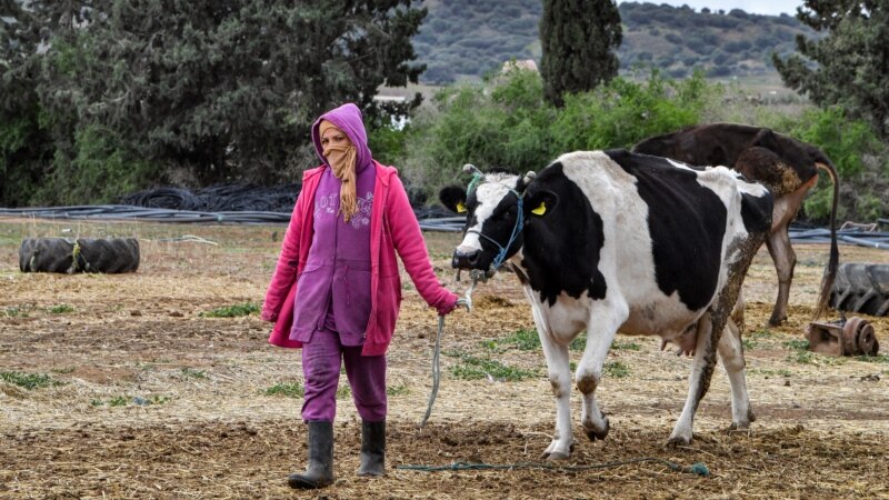 La pénurie de lait en Tunisie fait craindre un mois de Ramadan difficile