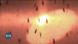 Fight Against Malaria in Africa ‘Remains Precarious’ 