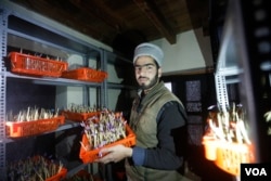 Vertical, or indoor, saffron farming is a new concept that has emerged in the Indian side of Kashmir. (Wasim Nabi for VOA)