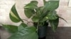 Watch Young Children around These Houseplants