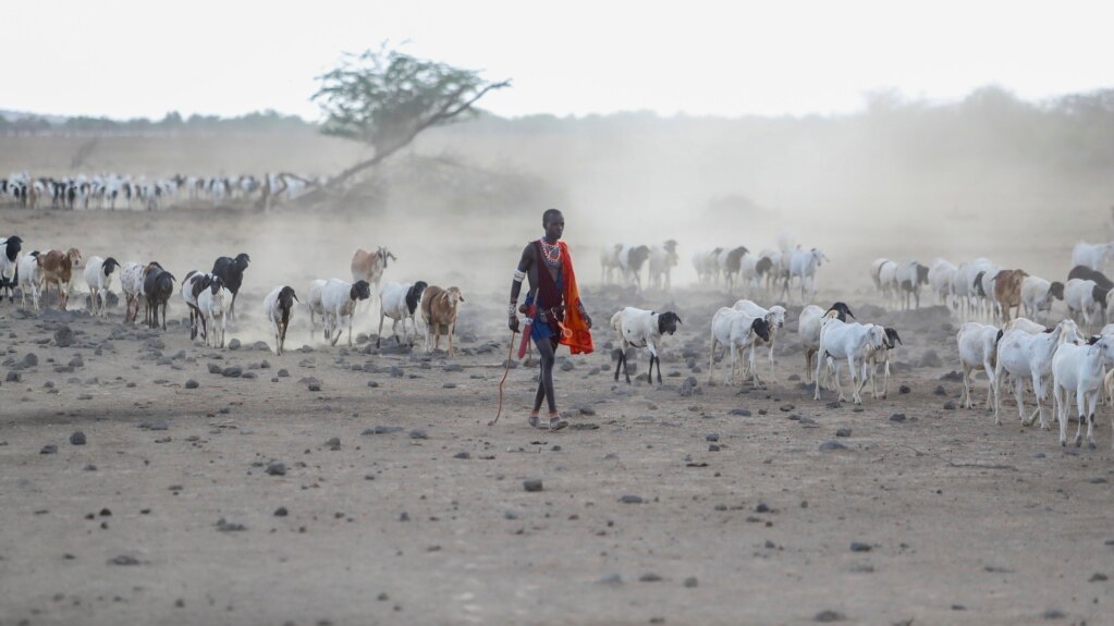Rights Group Says Tanzania Seizing Animals of Herders
