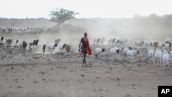 FILE - A Maasai man walks with his livestock in search of grassland at Ilangeruani village, near Lake Magadi, in Kenya, on Wednesday, Nov. 9, 2022. Rights groups say Maasai people in Tanzania are being relocated to make room for tourism. (AP Photo/Brian Inganga)