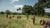FILE - Farmers at a village near Katia, Guinea harvest fonio, Sept. 28, 2022. (Annika Hammerschlag/VOA)