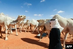 Penggembala Saudi Mansour al-Qatula berdiri di antara hewannya saat berlangsungnya Festival Unta tahunan Raja Abdulaziz di gurun Rumah, timur laut ibu kota Saudi, Riyadh, 10 Januari 2023. (Fayez Nureldine/AFP)