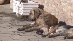 Македонските градови преполни со улични кучиња