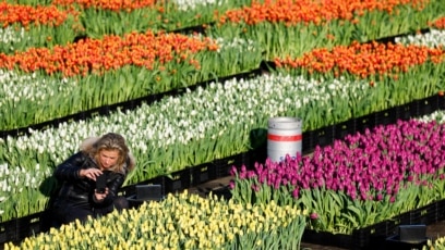 Quiz - Do Not Hurry to ‘Spring Clean’ Garden