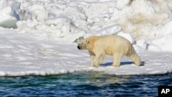 FILE - In this June 15, 2014, file photo released by the U.S. Geological Survey, a polar bear dries off after taking a swim in the Chukchi Sea in Alaska. A polar bear attacked and killed two people in a remote village in western Alaska on Jan. 17, 2023.