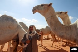 Hamad al-Marri, penggembala Unta Saudi, berkomunikasi dengan hewannya selama Festival Unta tahunan Raja Abdulaziz di gurun Rumah, timur laut ibu kota Saudi, Riyadh, pada 10 Januari 2023. (Fayez Nureldine/AFP)