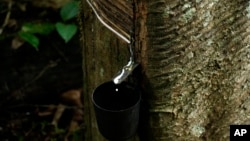 A rubber tree is prepared for rubber extraction in the Chico Mendes Extractive Reserve, Acre state, Brazil, on December 6, 2022.