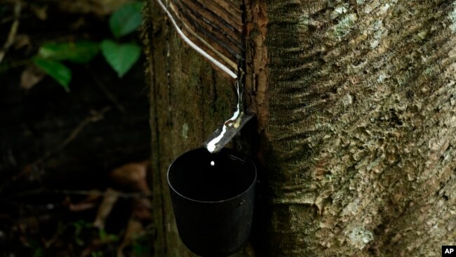 A rubber tree is prepared for the removal of rubber in the Chico Mendes Extractive Reserve, Acre state, Brazil, Dec. 6, 2022.