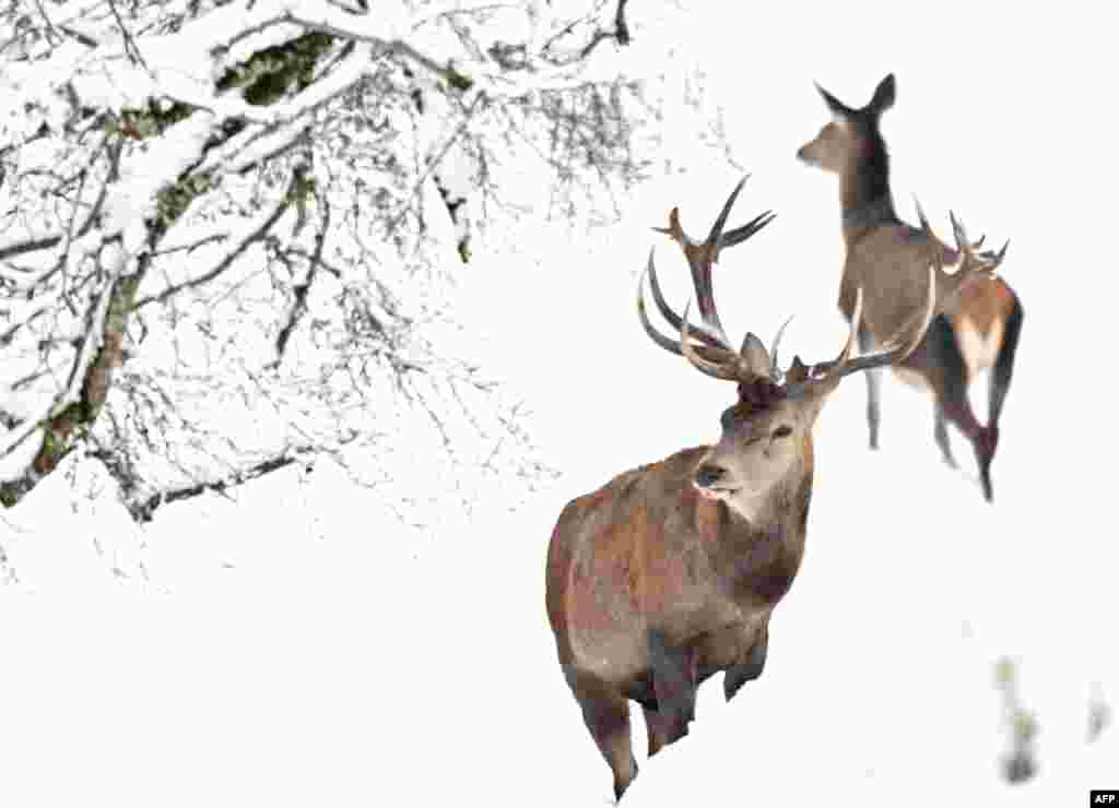 A herd of a deer rest in their enclosure at Rohrmoos-Untertal near Schladming, Austria.