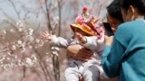 资料照片：2021年3月24日，北京一座公园里一对夫妇抱着婴儿赏樱。（美联社照片）
