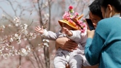 VOA连线：中国地方当局向未婚生育者开绿灯 舆论促开放单身女性人工生殖